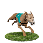 捕魚玩大咖娛樂城白金賽狗